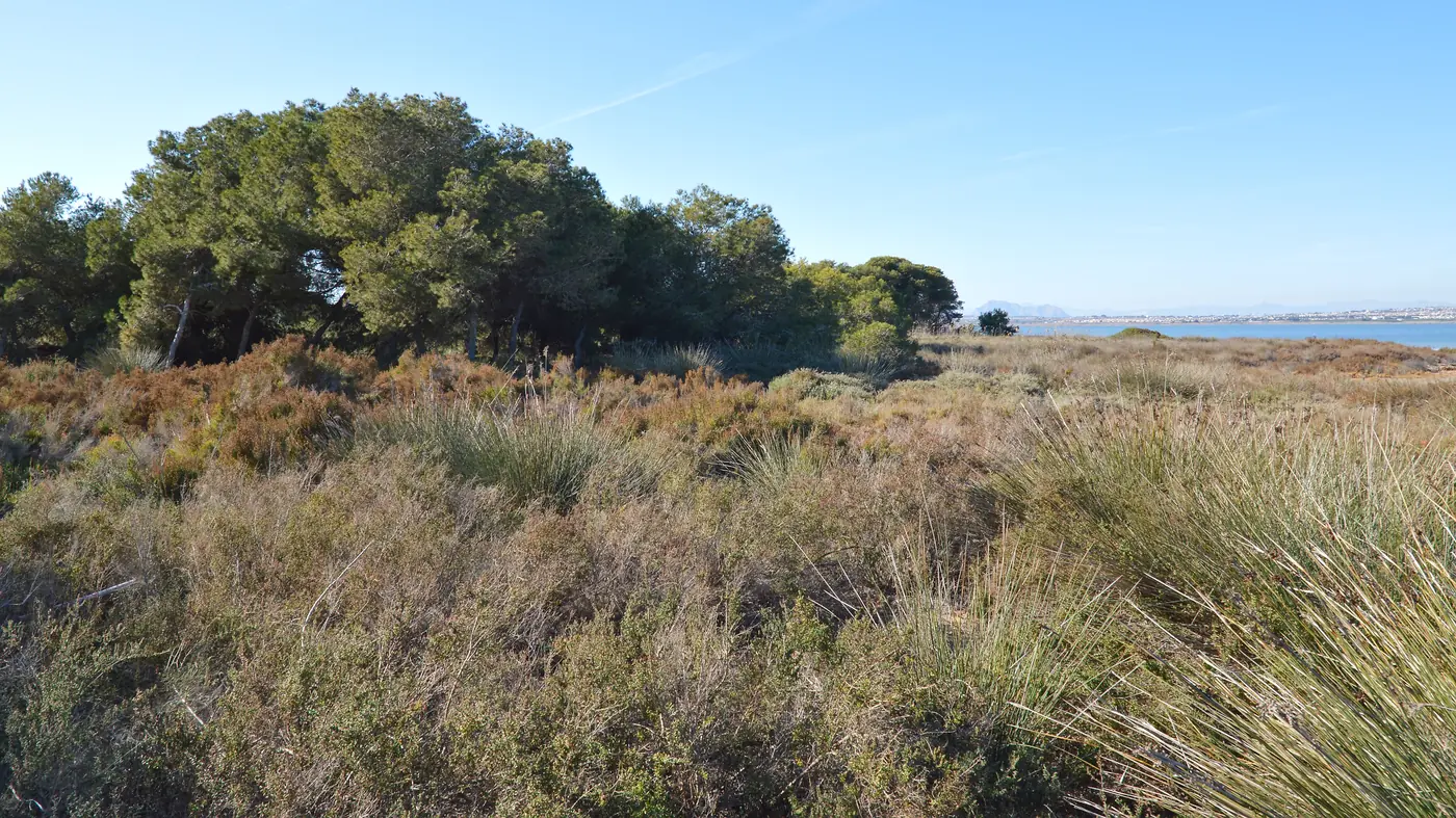Roślinność solniskowa parku naturalnego nad laguną La Mata